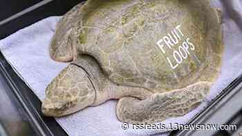 Virginia Aquarium recovers 7 hooked sea turtles