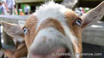 Give Local 757: Virginia Zoo asks for donations to build goat playground