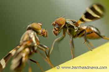 Fruit flies prioritise mating over survival, new study suggests - Barrhead News