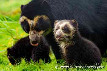 Keepers share 'exciting' moment rare bear cubs take first steps outside - Barrhead News