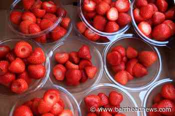 Bright weather means sweeter strawberries and 50 more than last year - Barrhead News