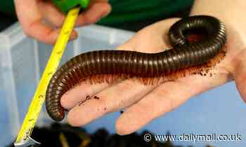 New animal species should not be named after famous faces