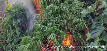 Em três dias, polícia destrói 210 mil pés de maconha em Juazeiro (BA), Casa Nova (BA), Curaçá (BA) e Sento Sé (BA) - Blog Edenevaldo Alves