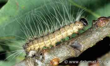 Warning over toxic caterpillars as experts warn touching them can cause nasty rash 