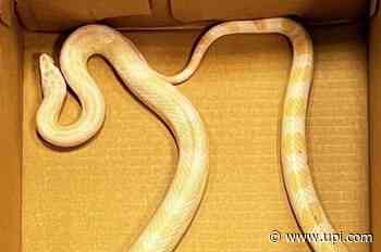 Large snow corn snake captured in Dublin - UPI News