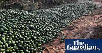 Smashed avocados: fruit dumped in Queensland amid bumper harvest and rising transport costs - The Guardian