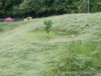 Merate: una selva incolta attorno all'istituto Viganò. Appello alla provincia, intervenite - Merate Online