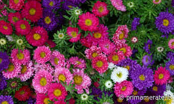 In regalo con il Giornale di Merate i semi di Astro American Beauty - Prima Merate