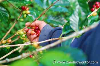 How DASH Water, Pact Coffee, and Karma Drinks built sustainability into ingredients sourcing - FoodNavigator.com