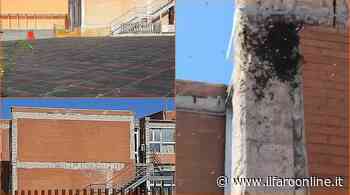 Fiumicino, Severini: “Invasione di api alla scuola Rodano. Interventi tardivi e finestre sigillate” - Il Faro online
