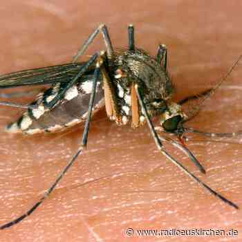 Im Osten Ausbreitung von West-Nil-Virus durch Stechmücken - radioeuskirchen.de