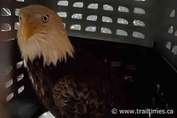 BC eagle recovering after crashing through a bay window – Trail Daily Times - Trail Times