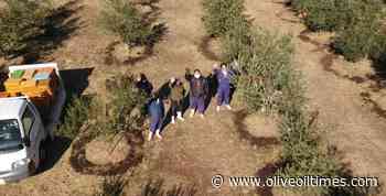 Agri-Olive Shodoshima Blazes Trail with NYIOOC Win - Olive Oil Times