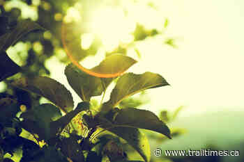 Trail council green-lights 100 per cent renewable energy transition – Trail Daily Times - Trail Times