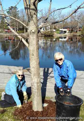 Lakefield Trail cleanup continues | ThePeterboroughExaminer.com - The Peterborough Examiner