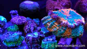 Coral Reefs Provide Stunning Images of a World Under Assault