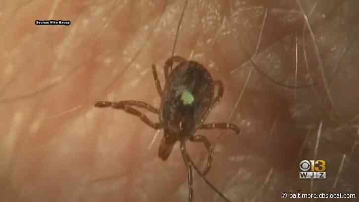 Tick That Causes Red Meat Allergy Becoming More Common In Maryland 