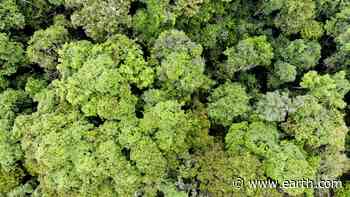 Tetra Pak will help restore Brazil's endangered Atlantic Forest - Earth.com