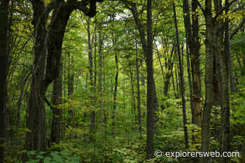 Natural Wonders: Breathing Forest » Explorersweb - ExplorersWeb
