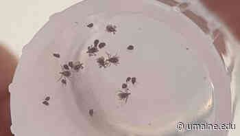 2021 Maine Forest Tick Survey results released - UMaine News - University of Maine - University of Maine