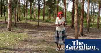 A story of 90,000 trees: how Kenya’s Kipsigis brought a forest back to life - The Guardian