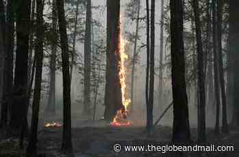 Vast forest losses in 2021 imperil global climate targets: report - The Globe and Mail