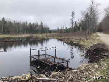 AT Day 76 - Forest, Ponds, And Burrito - The Trek