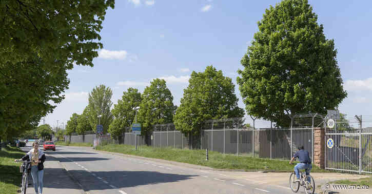 Heidelberg:  Baumverpflanzung sorgt für Streit und Verwirrung