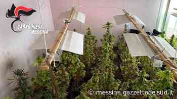 Messina, serra artigianale per la coltivazione di marijuana scoperta dai carabinieri - Gazzetta del Sud - Edizione Messina