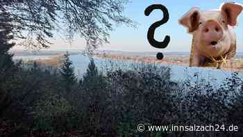 Kurioser Name für Inn-Salzach-Gebiet: Was hat es mit dem „Bezug zum Schwein“ auf sich?