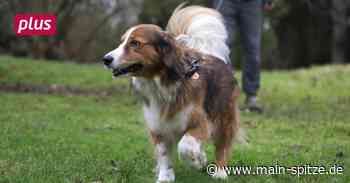 Bischofsheim: Ein eingezäuntes Areal extra für Vierbeiner - Main-Spitze