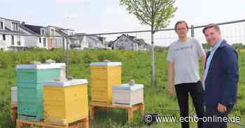 Bischofsheim: In der Nachbarschaft summt es jetzt fleißig - Echo Online