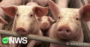 13 varkens uit beerput gehaald in Staden: "1 varken overleefde het niet" - VRT NWS