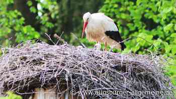 Das erste Wildstörche-Paar in Augsburg hat Nachwuchs