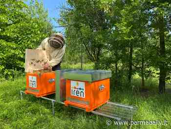 Iren Ambiente: due alveari nell'area del Polo Ambientale Integrato di Parma - - ParmaDaily.it