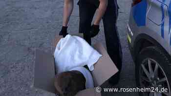 Beamte schnappen „Einbrecher“ in Innenhof von Polizeiinspektion in Rosenheim