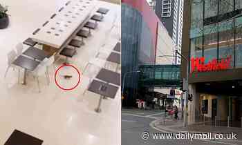 Giant rat spotted in Parramatta Westfield shopping centre food court, Sydney - Daily Mail
