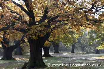 Epping Forest chosen to be part of Queen's Green Canopy