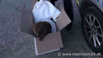 Beamte schnappen „Einbrecher“ in Innenhof von Polizeiinspektion in Rosenheim