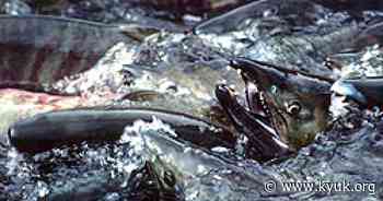 Federal relief money heading to Alaska communities – including YK Delta – impacted by fishery disasters - KYUK