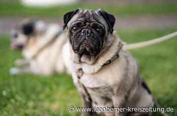 Fragen an den Tierarzt: Was ist eine Qualzucht? - Leonberger Kreiszeitung - Leonberger Kreiszeitung