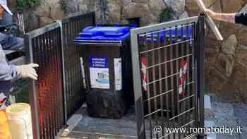 L'assessore del XV municipio: "Questi cinghiali sono un'aberrazione, vanno abbattuti"