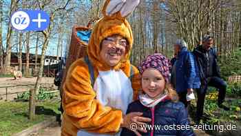 Ostern in Stralsund: Osterhase im Zoo macht Hunderte Kinder froh - Ostsee Zeitung