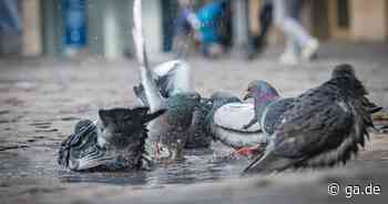 Biostation Bonn informiert: Wann ist Tierfütterung sinnvoll? - General-Anzeiger Bonn