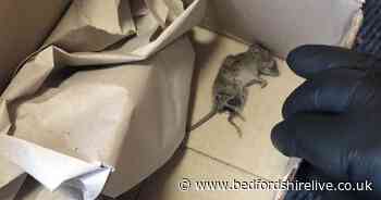 Luton mum 'forced to leave home' after mouse gives birth on her floor - Bedfordshire Live