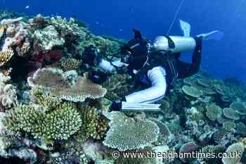 Most Great Barrier Reef coral studied this year was bleached - The Oldham Times