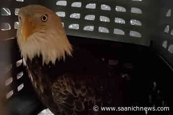 BC eagle recovering after crashing through a bay window – Saanich News - Saanich News