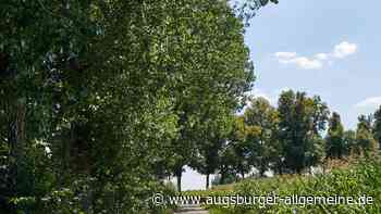 Nach Baumarbeiten: Rad- und Fußweg an der Pappelallee wieder frei