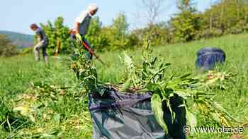 Dem Zackenschötchen rund um Jena zu Leibe rücken