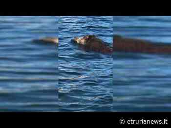 Ronciglione - Lago di Vico attraversato a nuoto da un cinghiale maschio (video) - Paolo Gianlorenzo